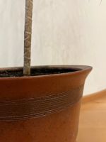 Лот: 22169167. Фото: 3. Драцена пальма в глиняном керамическом... Растения и животные