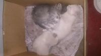 Лот: 3842842. Фото: 6. котята