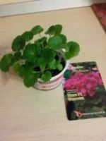 Лот: 7225779. Фото: 6. Сеянцы сортовых пеларгоний