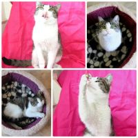 Лот: 7047679. Фото: 5. Котейки полосатики