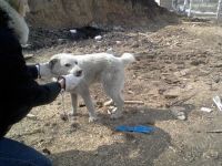 Лот: 2711739. Фото: 2. Белый Щенок/пес) Только посмотрите... Животные и уход