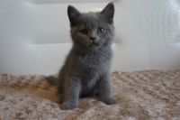 Лот: 6775938. Фото: 2. Британский голубой котик. Животные и уход