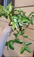 Лот: 25646305. Фото: 3. Традесканция-2, рослые кустики. Растения и животные
