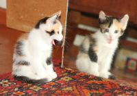 Лот: 8942255. Фото: 4. Котята. Красноярск