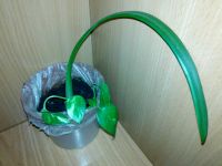 Лот: 7704615. Фото: 2. цветок Амариллис взрослый. Комнатные растения и уход