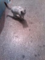 Лот: 3681392. Фото: 3. Бирюзовоглазый найденыш. Растения и животные