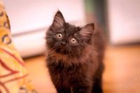 Лот: 1925904. Фото: 2. Пушистый комочек ищет хозяина... Животные и уход