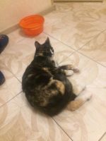 Лот: 9373006. Фото: 3. Котенок (папа мэйн кун, мама дворняжка... Растения и животные