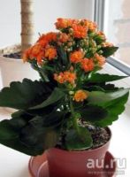 Лот: 9541413. Фото: 2. Каланхое декоративный, цветет... Комнатные растения и уход