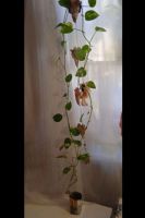 Лот: 20557324. Фото: 2. Сциндапсус. Комнатные растения и уход