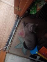 Лот: 7657469. Фото: 7. Котята Британцы
