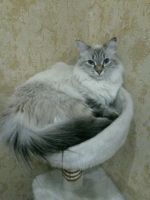 Лот: 11408818. Фото: 6. Котенок-кошечка порода "невский...