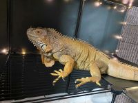 Лот: 25256173. Фото: 4. Игуана мальчик. Красноярск