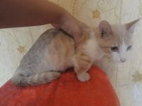 Лот: 3600272. Фото: 4. Манчкин рыжий парень. Красноярск