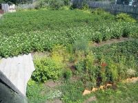 Лот: 11420493. Фото: 3. Продам участок 6 соток, СНТ "Химик... Недвижимость