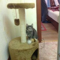 Лот: 8792900. Фото: 3. Кошечка с кисточками на ушах. Растения и животные