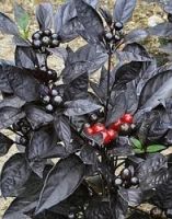 Лот: 5296585. Фото: 3. Перец острый Black Pearl Hot... Растения и животные
