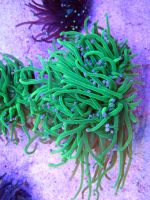 Лот: 5248356. Фото: 2. Эуфиллия факельная (Euphyllia... Аквариумистика