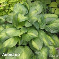 Лот: 12487530. Фото: 4. Хоста Ти Рекс .Карнавал.Сноу кап... Красноярск
