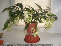 Лот: 2297312. Фото: 2. Клеродендрум Уоллича Clerodendrum... Комнатные растения и уход