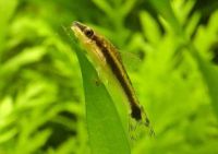 Лот: 8036126. Фото: 2. Отоцинклюс аффинис (Otocinclus... Аквариумистика