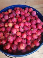 Лот: 12042056. Фото: 2. Вкуснейшая ранетка "воспитанница... Продукты