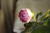 Лот: 4278445. Фото: 2. Розовая махровая глоксиния (цветет... Комнатные растения и уход