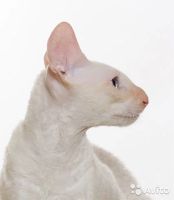 Лот: 12880631. Фото: 5. котята корниш-рекс, американцы