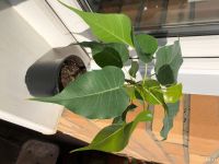 Лот: 17944477. Фото: 3. Фикус священный. Растения и животные