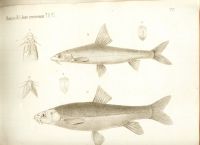 Лот: 18032872. Фото: 12. Протоколы заседаний императорского...