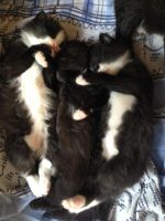 Лот: 8035167. Фото: 2. Отдам милых котят. Животные и уход