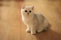 Лот: 10533806. Фото: 2. Британский котенок - девочка 4... Животные и уход