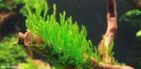Лот: 16050670. Фото: 2. Мох пламя (Taxiphyllum sp. 'Flame... Аквариумистика