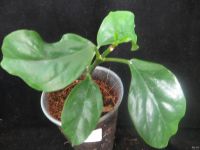 Лот: 13592382. Фото: 2. Хойя Hoya Lasiantha-2. Комнатные растения и уход