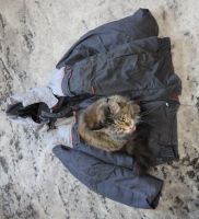 Лот: 19857981. Фото: 3. Спецодежда зимняя. Куртка+полукомбинезон... Красноярск