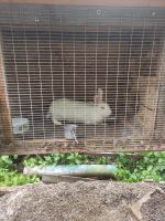 Лот: 25410490. Фото: 2. Кролик самец. Животные и уход