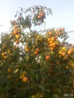 Лот: 8235368. Фото: 2. Груша садовая, спелая сладкая!. Продукты