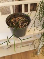 Лот: 25888475. Фото: 2. Рипсалис. Комнатные растения и уход