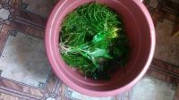 Лот: 9872722. Фото: 2. Водоросли с рубля. Аквариумистика