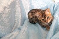 Лот: 4324922. Фото: 7. Отдам бенгальского кота на условиях