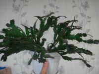 Лот: 9910871. Фото: 2. Декабрист. Комнатные растения и уход