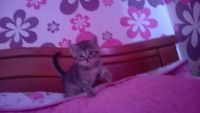 Лот: 9195234. Фото: 3. Котятки-симпатяжки от мамы-Сибирочки. Растения и животные