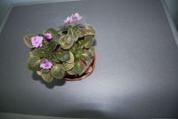 Лот: 17942447. Фото: 3. Фиалка с горшком. Растения и животные