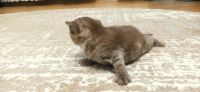 Лот: 20338584. Фото: 3. Британские котята. Растения и животные