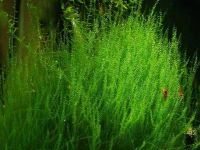 Лот: 15504461. Фото: 4. Мох Стринги для аквариума "Stringy... Красноярск