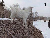 Лот: 6712849. Фото: 4. Козочки зааненнско-альпийские... Красноярск