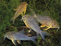 Лот: 4302747. Фото: 3. Коридорас Штерба (Corydoras sterbai... Растения и животные