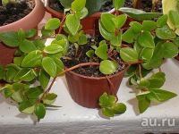 Лот: 9541351. Фото: 3. Пеперомия ампельная, несколько... Растения и животные