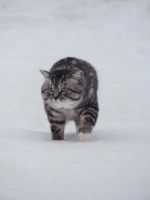 Лот: 4119175. Фото: 7. Nikon coolpix p510
