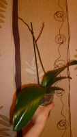 Лот: 5415634. Фото: 5. Орхидея фаленопсис F32(отцвела...